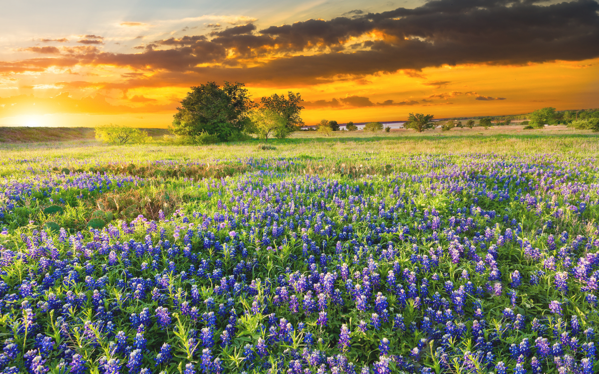 Buying Land Near Corpus Christi, TX: What You Need to Know
